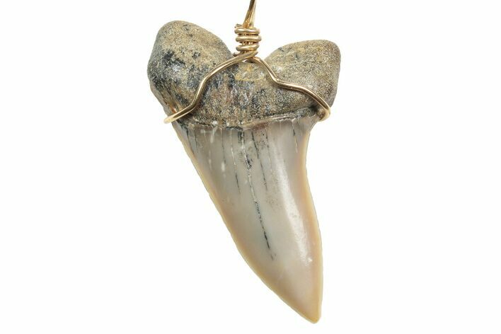 Fossil Hooked White Shark Tooth Necklace - Bakersfield, California #240681